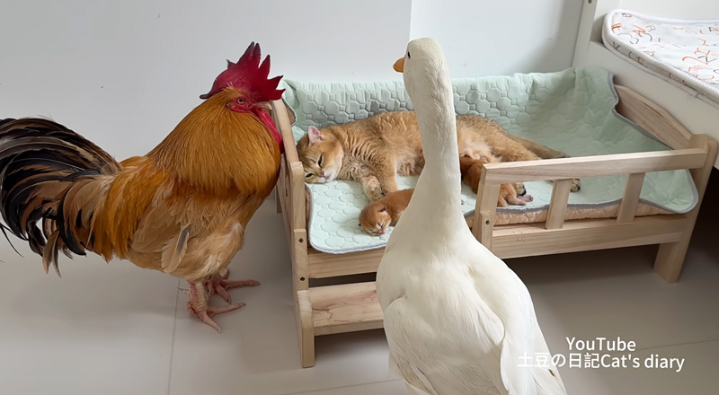 子猫達が気になるアヒルとニワトリ