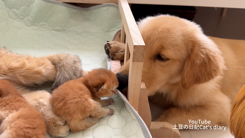 子猫達が気になるゴールデンレトリバー