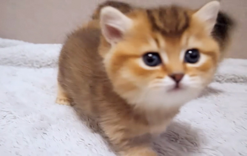 向かってくる子猫