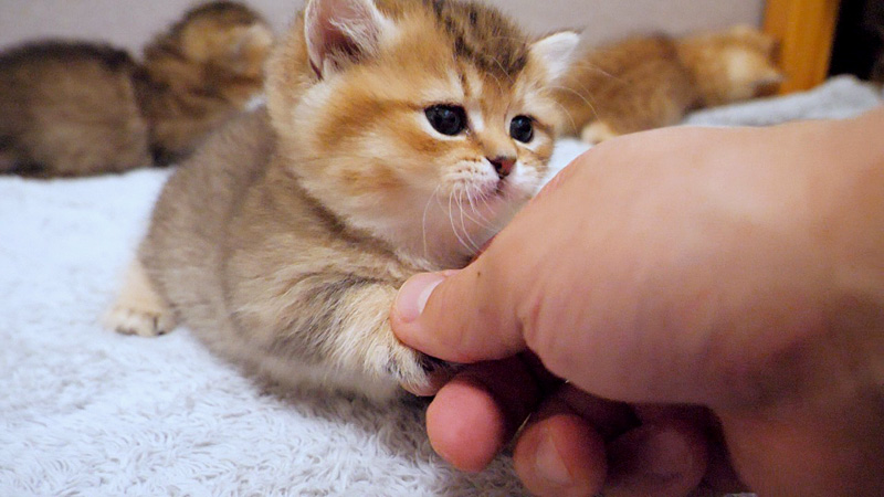 握手する子猫