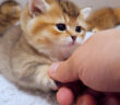 握手する子猫