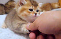 握手する子猫