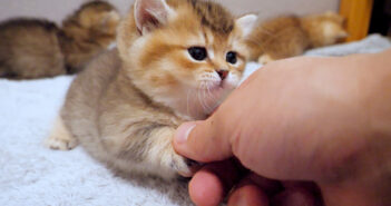 握手する子猫