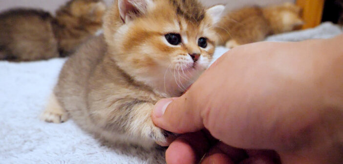 握手する子猫
