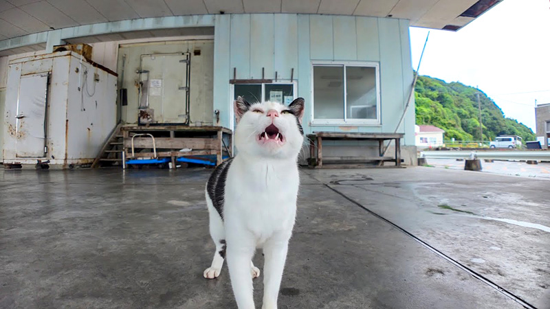 漁港の屋根の下で雨宿りする猫