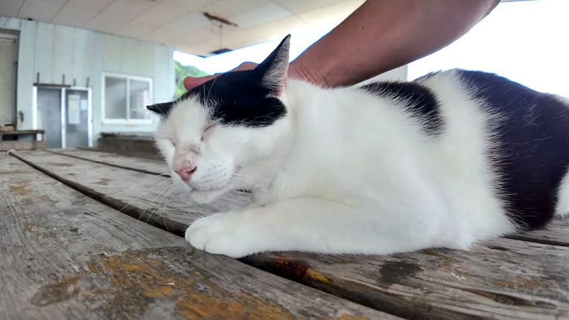撫でられる猫