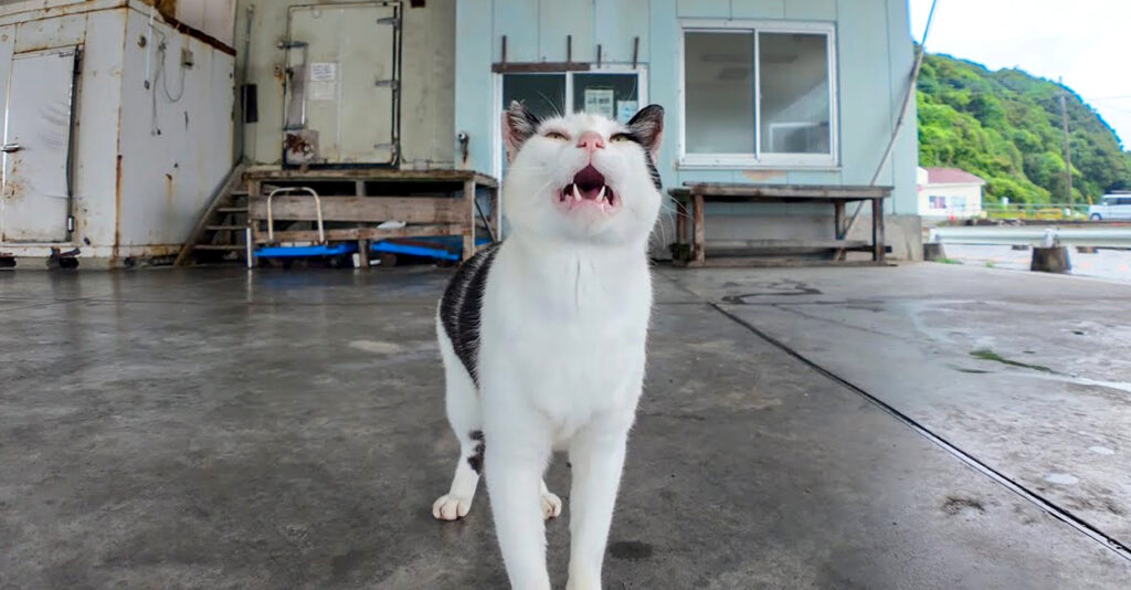 雨の日のねこ様 amenohinoiyasi_cat_title-