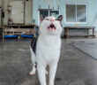 漁港の屋根の下で雨宿りする猫