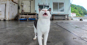 漁港の屋根の下で雨宿りする猫