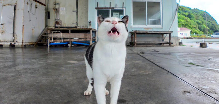 漁港の屋根の下で雨宿りする猫