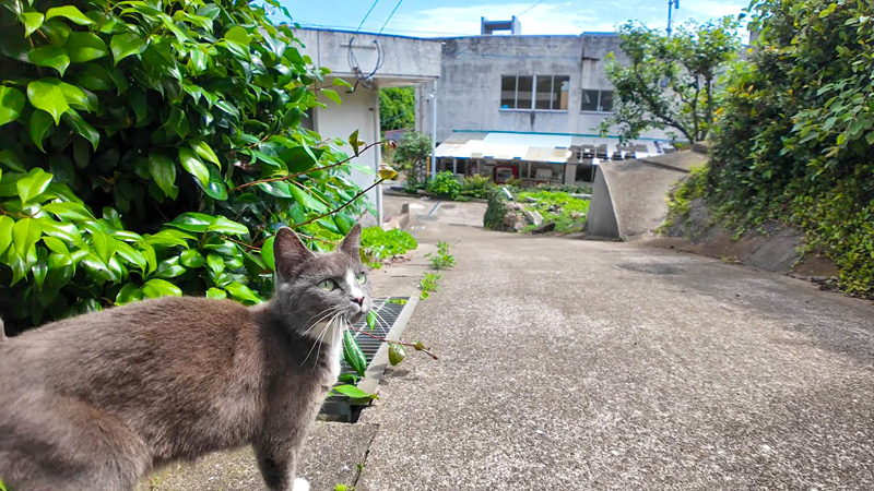猫の集会に案内してくれる猫