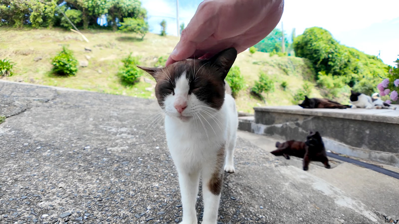 撫でられる猫