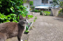 猫の集会に案内してくれる猫