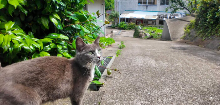 猫の集会に案内してくれる猫