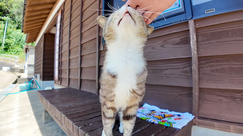 撫でられる猫