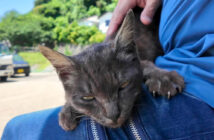 膝の上に乗ってきた猫