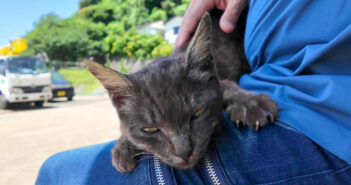膝の上に乗ってきた猫