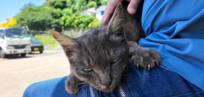 膝の上に乗ってきた猫