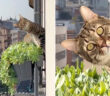 バルコニーで遭遇した猫