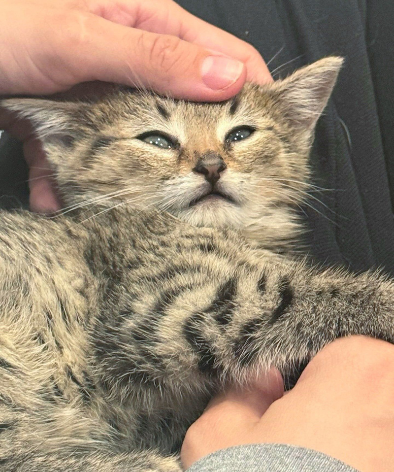 保護された子猫