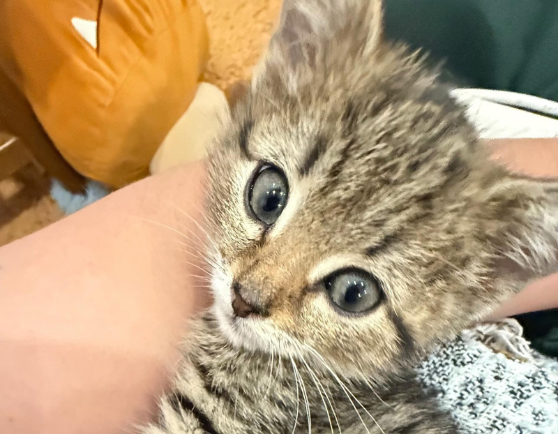 見つめる子猫