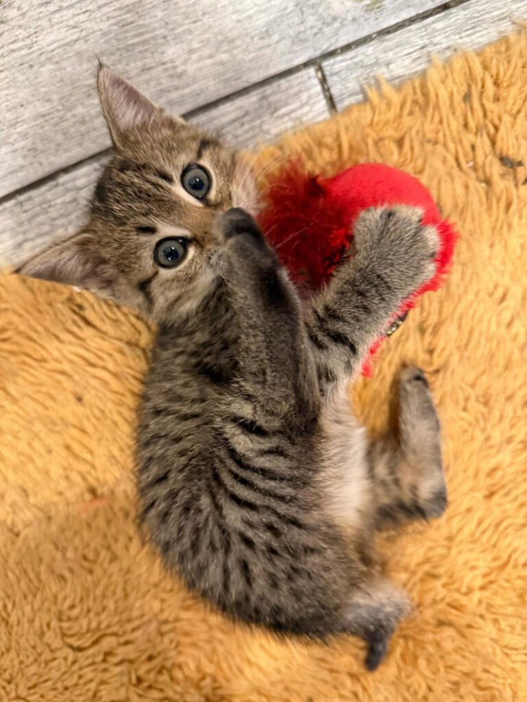 遊ぶ子猫