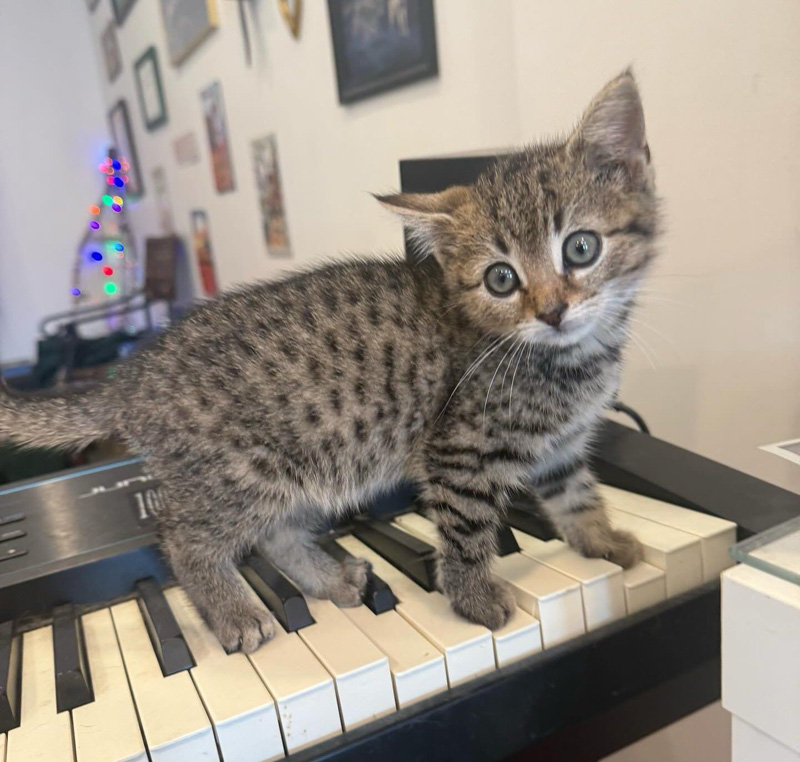幸せになった子猫