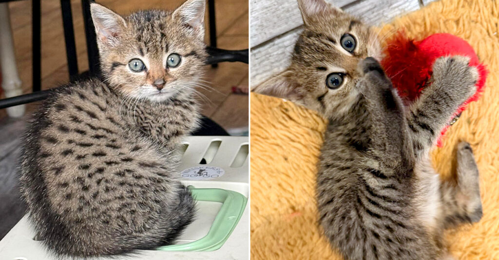 クマ猫と廃墟 basement_cat_title-1024x534.jpg