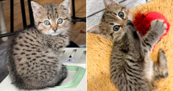 廃墟の地下室で保護された子猫