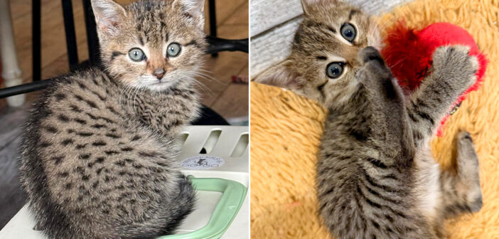 廃墟の地下室で保護された子猫