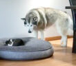 猫にベッドを取られた犬