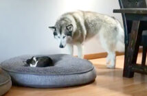 猫にベッドを取られた犬