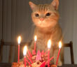 誕生日ケーキと猫