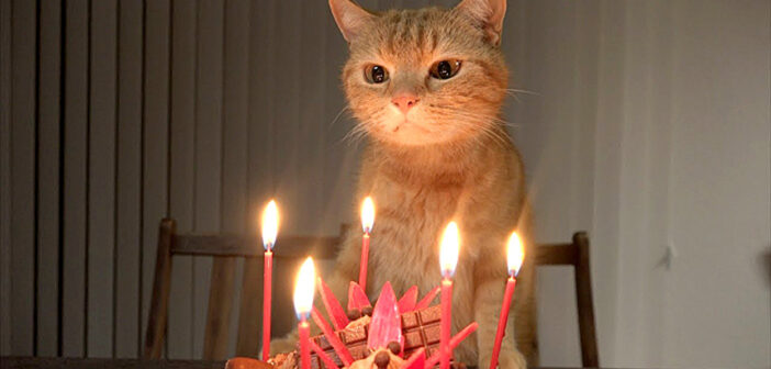 誕生日ケーキと猫