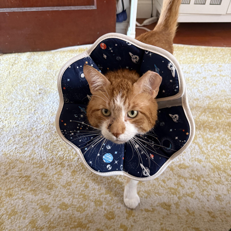 エリザベスカラーをつけた猫