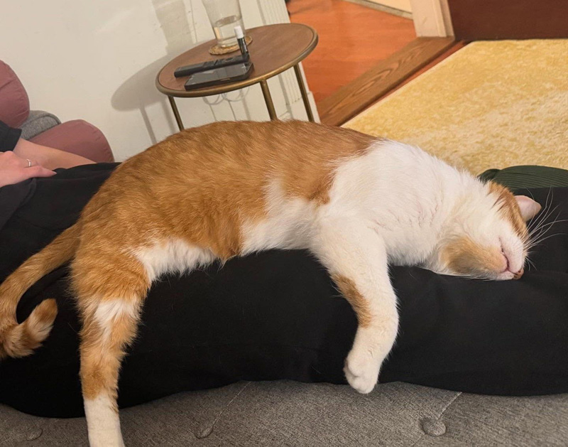 膝の上で眠る猫