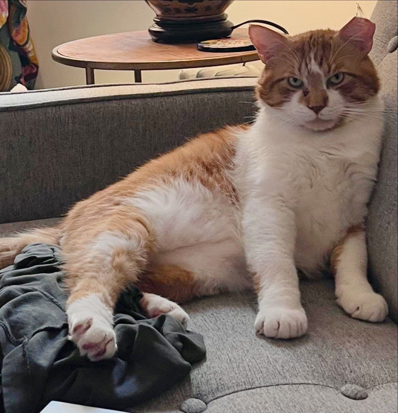 ソファでくつろぐ猫