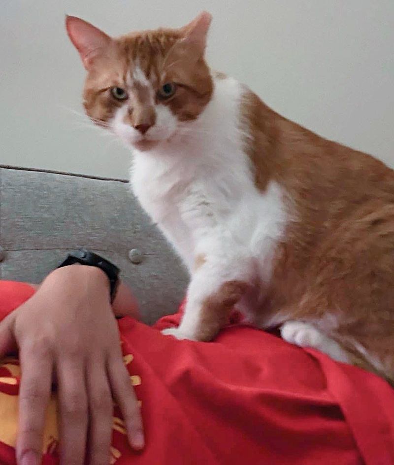 乗る猫
