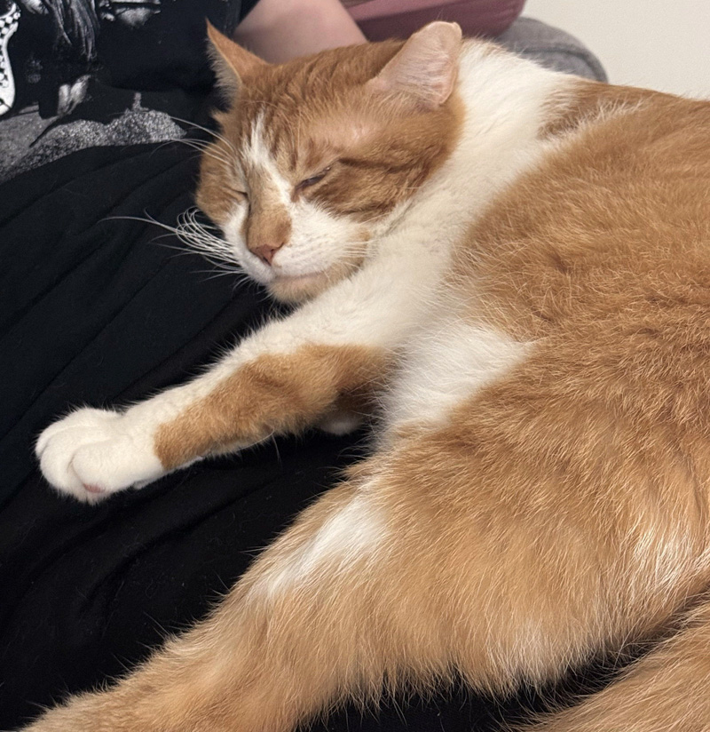 抱きつく猫