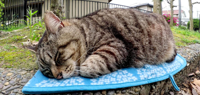 ブランケットの上でお昼寝する猫