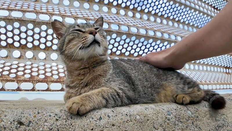 防波堤で撫でられる猫