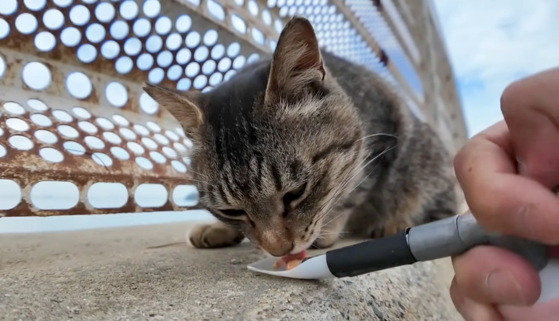 ちゅ〜るに夢中の猫