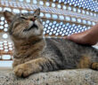 防波堤で撫でられる猫