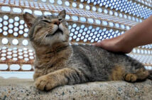 防波堤で撫でられる猫