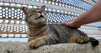 防波堤で撫でられる猫