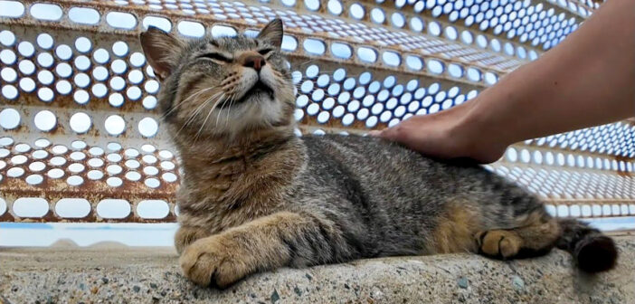 防波堤で撫でられる猫