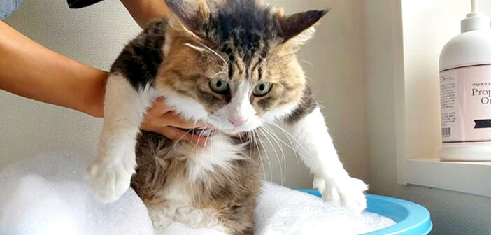 お風呂で洗われるボス猫さん。体が濡れても動じることなく、大人しく洗われる姿がとっても可愛かった ( *´艸｀)♡
