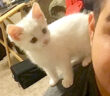 男性と子猫