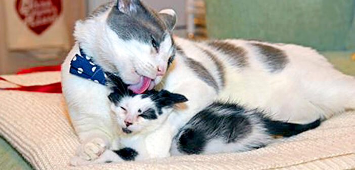 子猫好きの猫