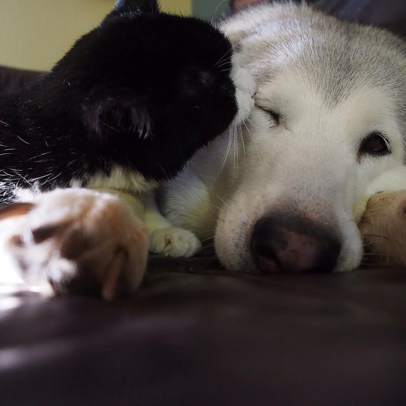 寄り添う犬と猫
